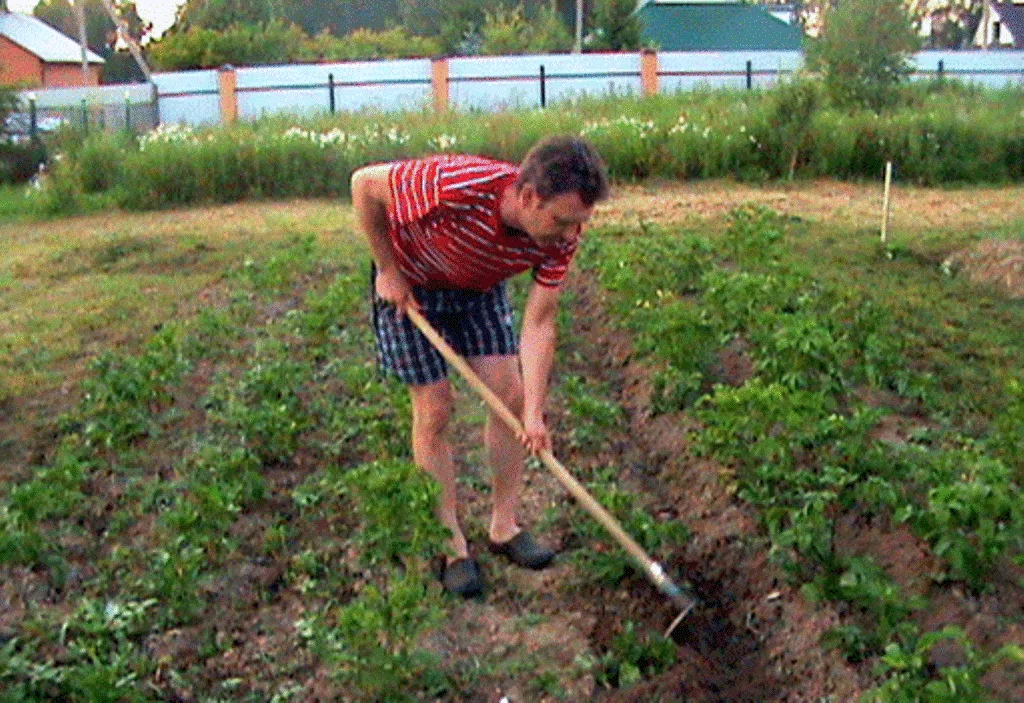 Чем обработать землю в огороде. Окучивать картошку. Окучивание картофеля. Окучивать огород. Полоть огород.