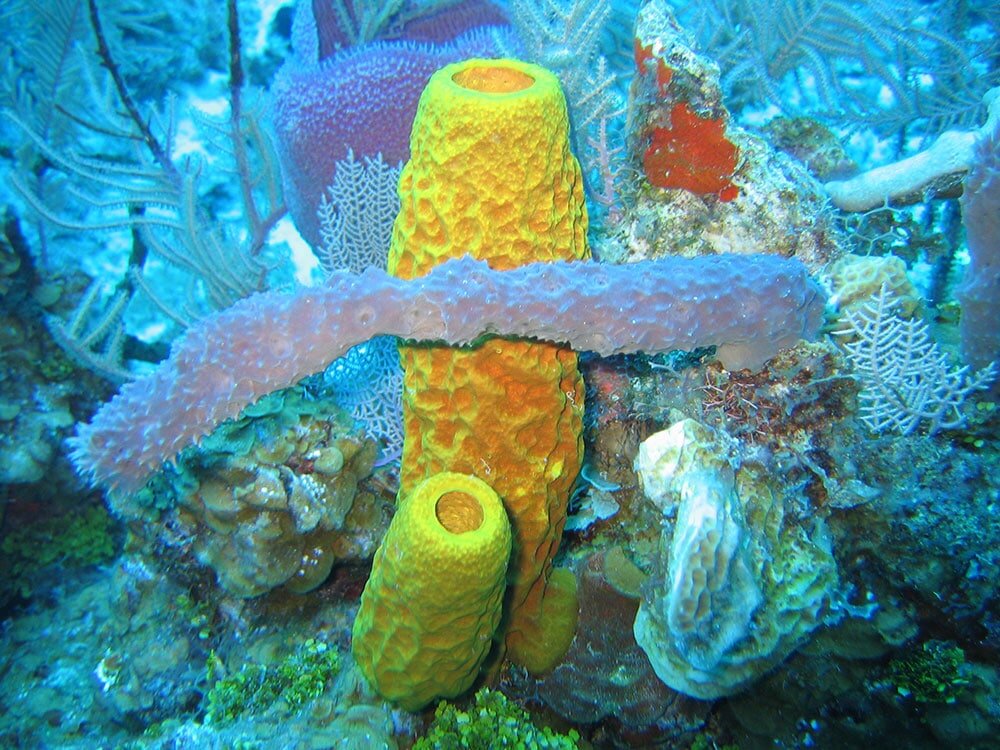 Морская губка Hertwigia. Porifera Spongia. Губки Porifera. Губки беспозвоночные.