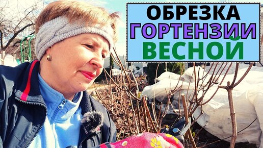 Хотите пышное цветение ГОРТЕНЗИИ? Что надо сделать весной?