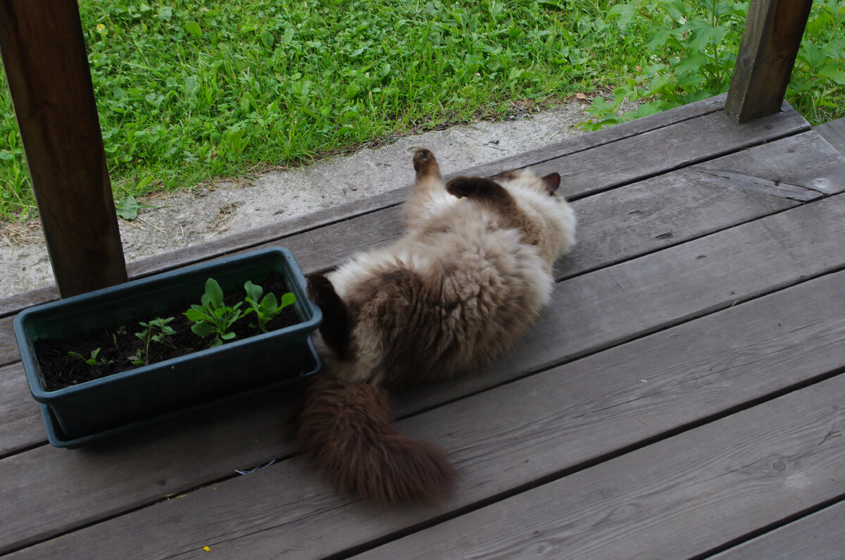 Старое крыльцо