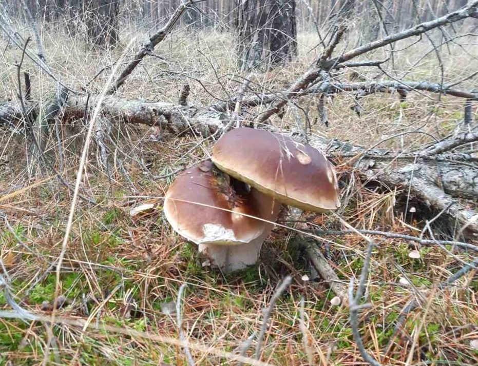 Грибы из Германии, фото  Lvovna форум "Грибы Говорят" 2020 год