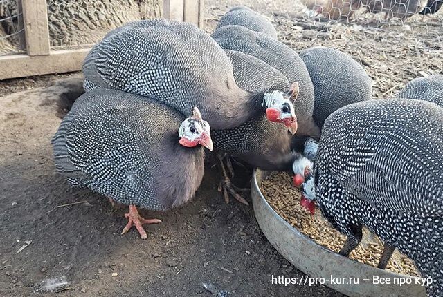 Цесарки: разведение и содержание в домашних условиях