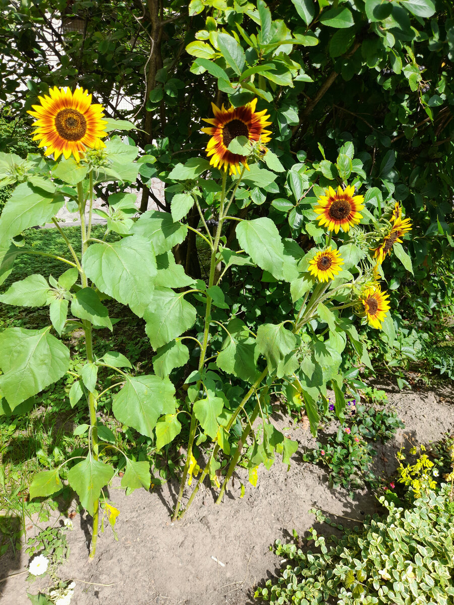 Городские подсолнухи на клумбе