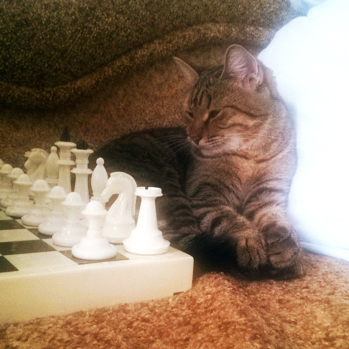 Фото автора. Альпа шахматист!