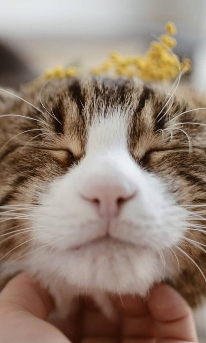 По данным медикам, присутствие в доме кошки способно даже предупредить инфаркт: хватит погладить любимицу, и у вас снизится повышенное давление и утихнет гнев.

