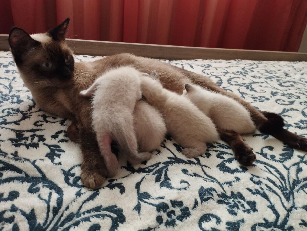 Мама с малышами❤️ и я сверху лезу по головам 😹