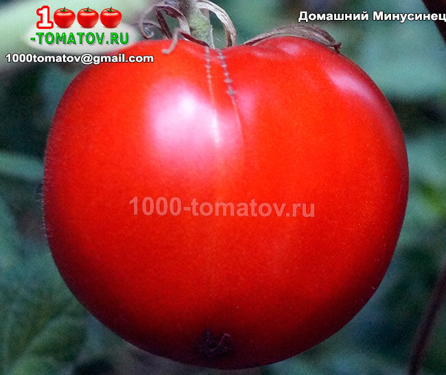Томат Домашний Минусинец фото 1