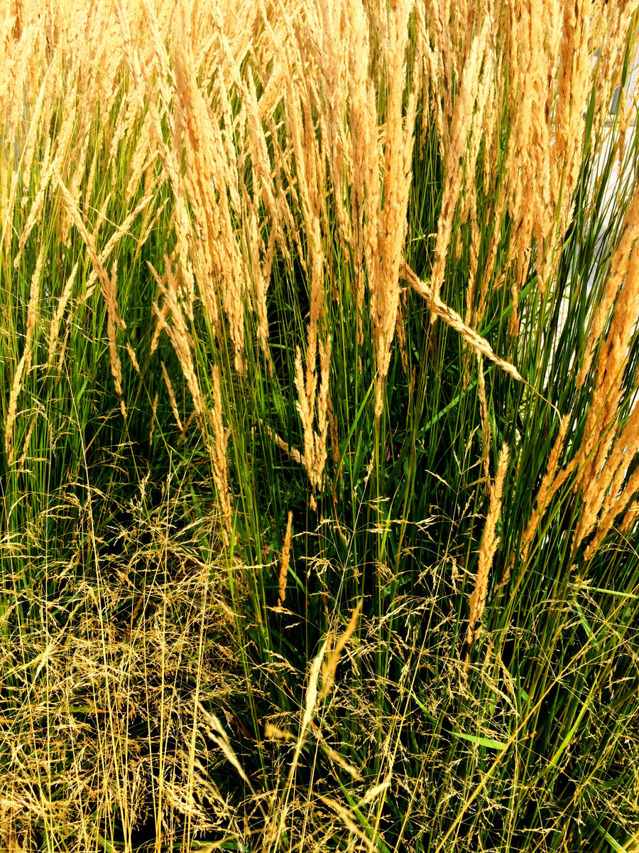 Вот и в наши дни работы не мало у сельчан: поля зовут и косить, и хлеба убирать! На всю Россию -матушку надо потрудиться, чтобы и молоко на прилавках было, и хлеб!