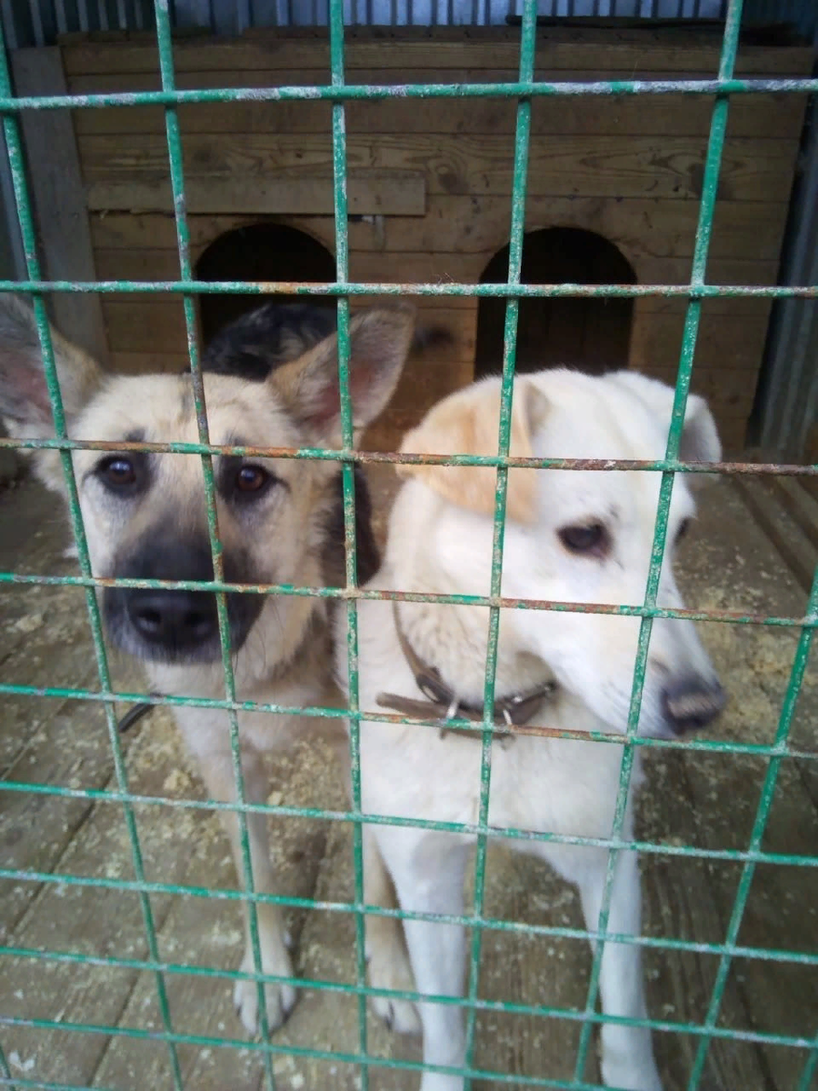 Мои подопечные приюта "Щербинка". Нюша (слева) дождалась своего счастливого часа и уже дома, а кроткая, спокойная Дарли, уже немолодая и больная, так и не дождалась и доживает свой век за решеткой.