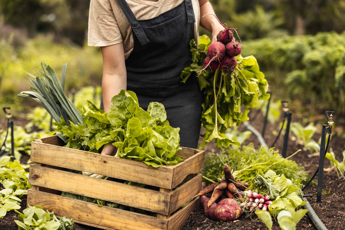 Увеличить поддержку. The sustainable self. Юля урожайные грядки. Фото дача локации. Что подарить огороднику женщине.