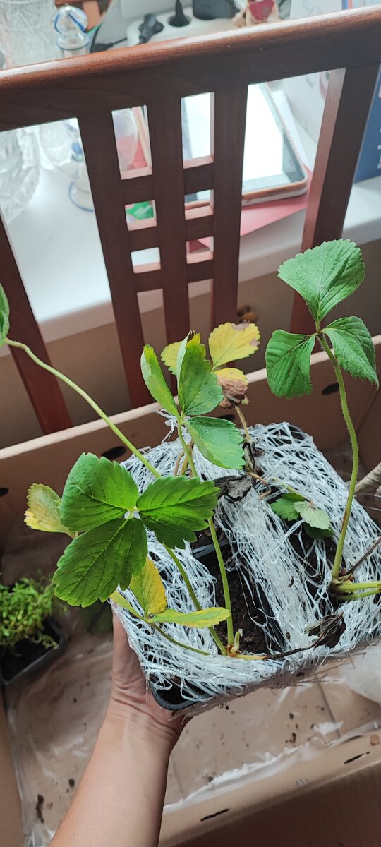 длинные побеги пытаются дотянуться до солнца