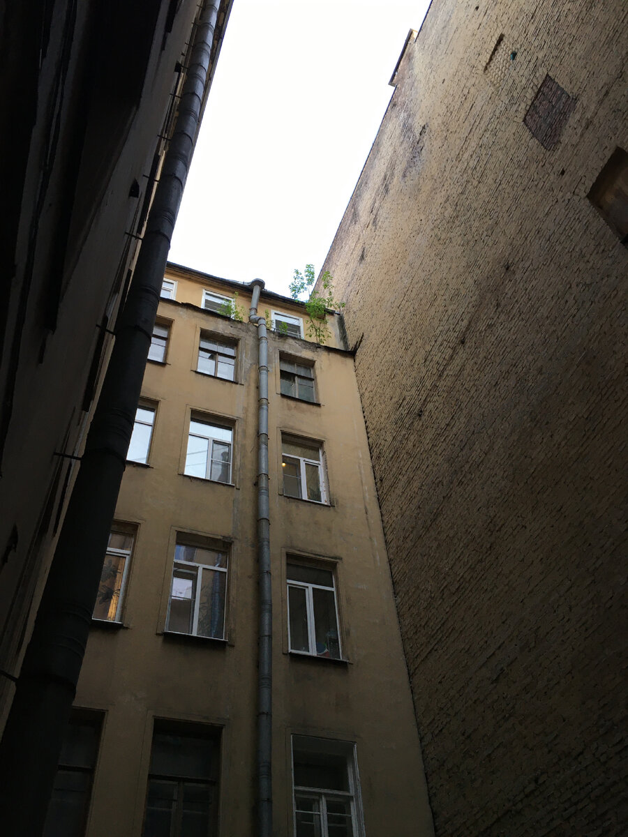 Смотрите, где растёт дерево