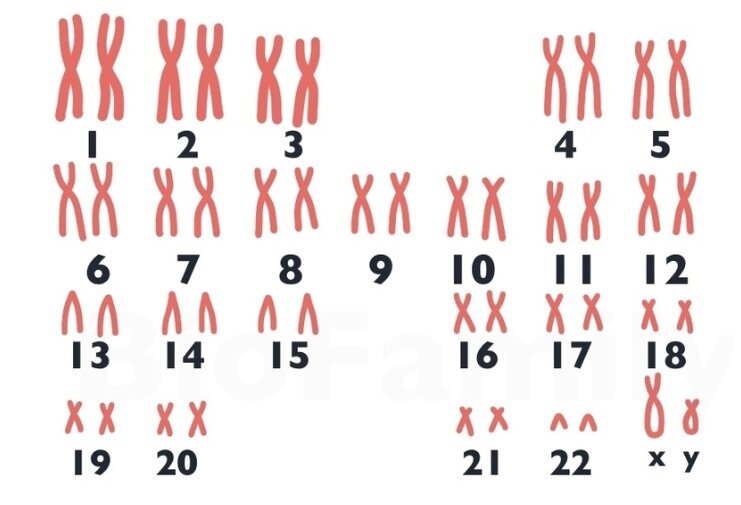 Кариотип — это совокупность хромосом, которая характерна для организма и каждой из его соматических клеток. Всего у человека 46 хромосом. 2 половые хромосомы и 44 не половые хромосомы (аутосомы).
