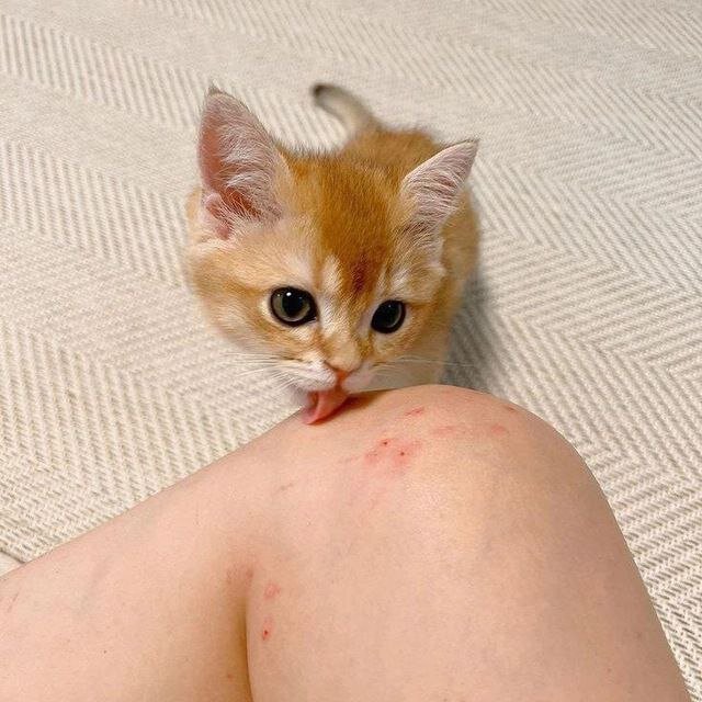 КОТИК