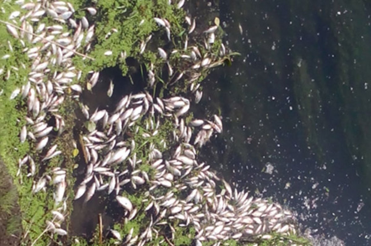    Стерлядь кверху брюхом.