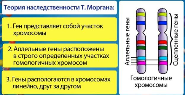 Аллельные гены что это такое и как они расположены