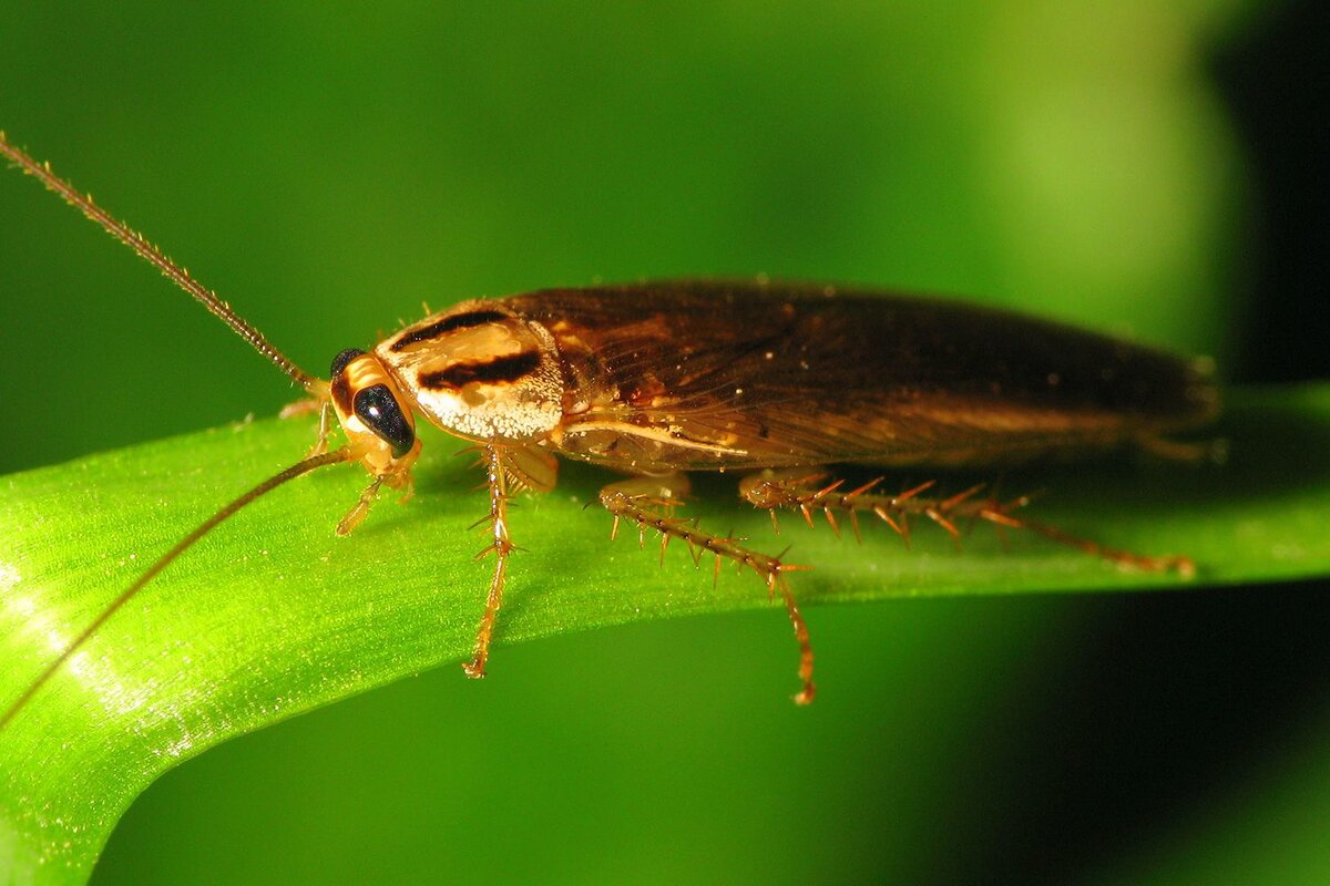 иллюстрация - фото из интернета