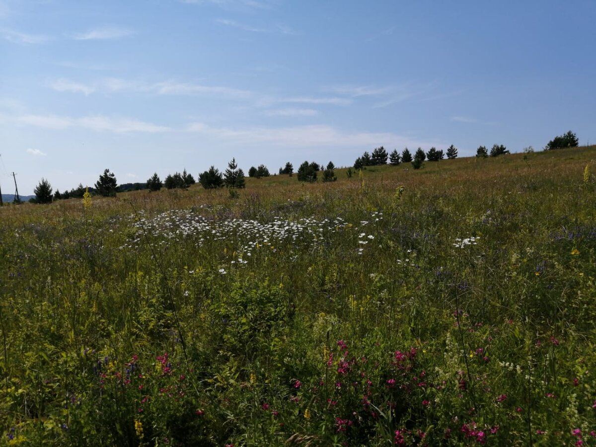 Луговые цветы