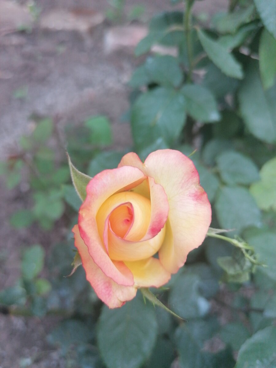 Мои розы