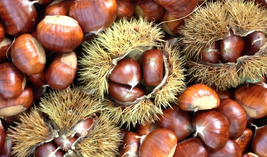 Необыкновенные каштаны.