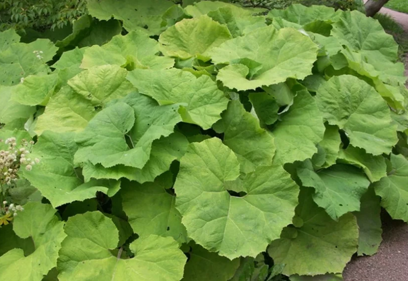 Белокопытник