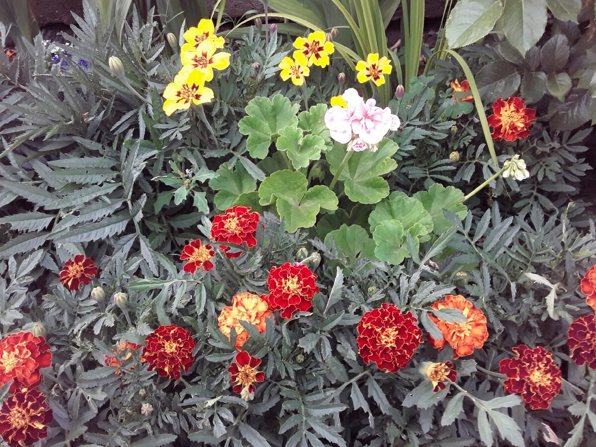 В следующий раз не буду так загущать посадки