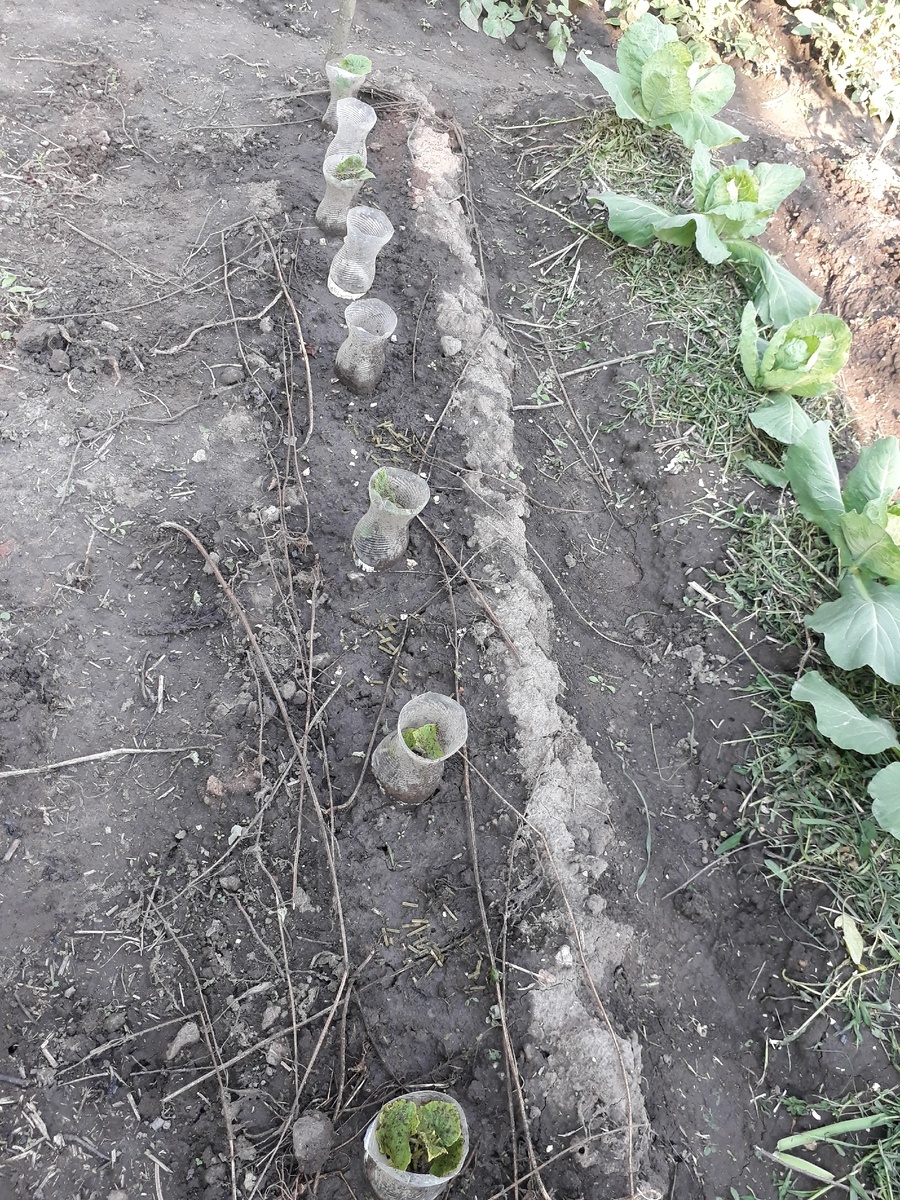 Вот такой странный вид у моей огуречной грядки