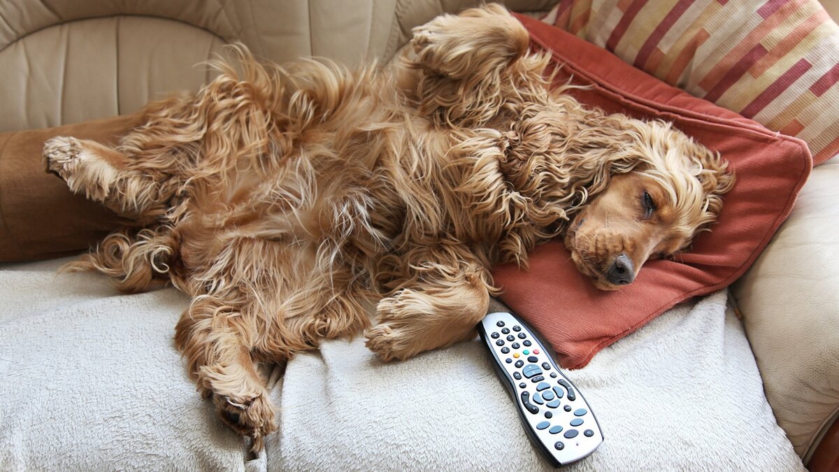 Пап, а ты иди на коврик! https://clck.ru/PTWPa