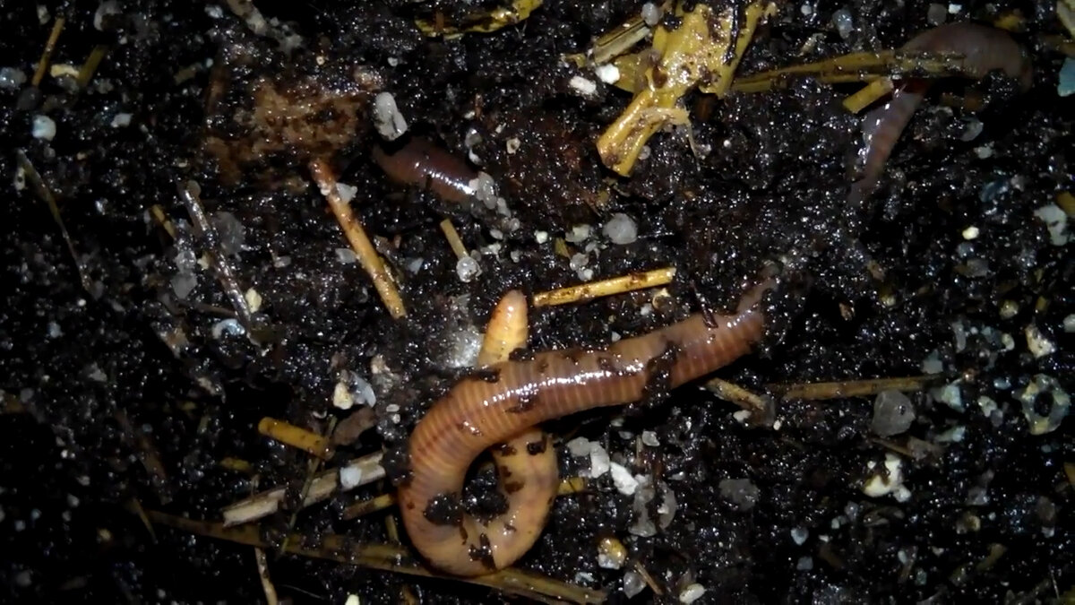 Дождевой червь и биогумус. 