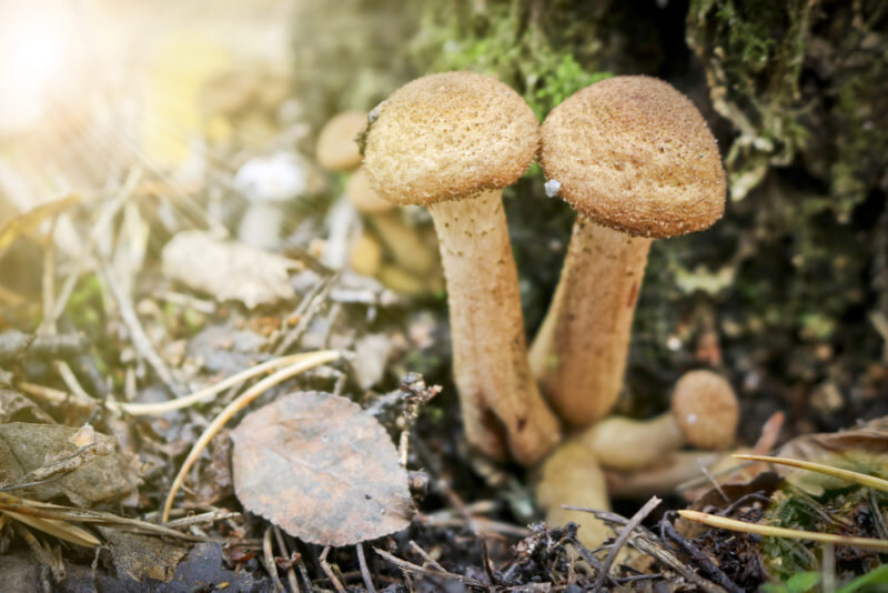 Коричневая шляпка коричневая ножка Популярные съедобные трубчатые