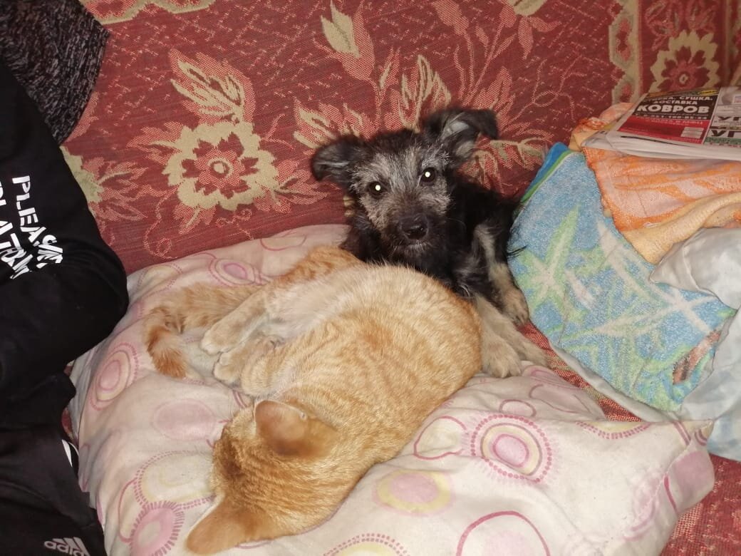 Мышка в новом доме 