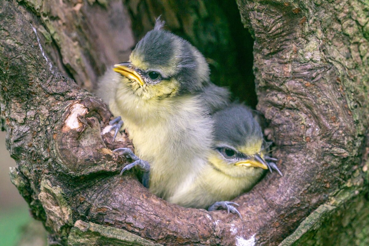 Птенец синицы фото