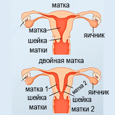 Источник фото: интернет. https://clinics-israel.org/ginekologiya-v-klinikah-izrailya/udvoeniya-matki