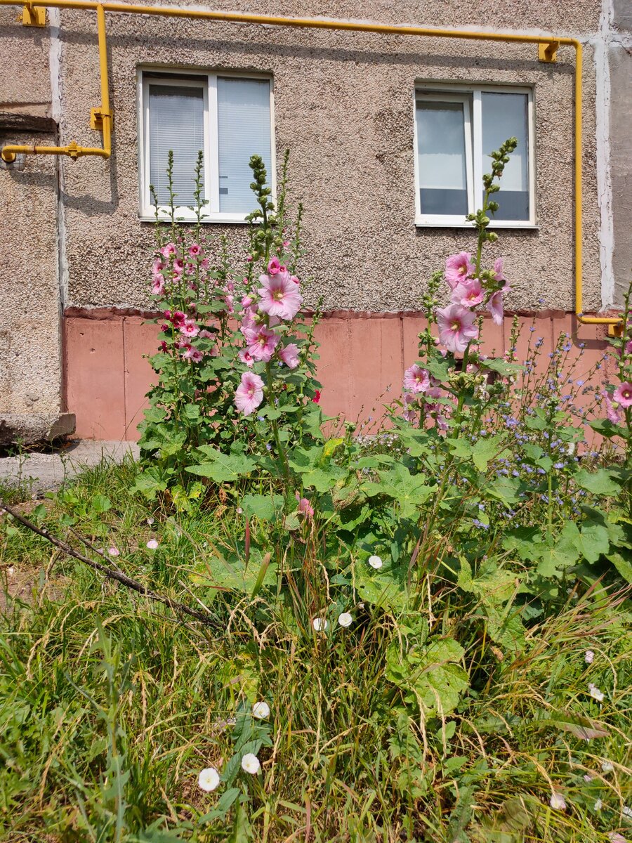 Городская мальва радует разноцветными цветами