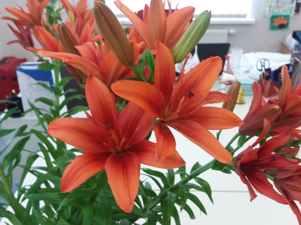 Азиатские лилии идеальны для тех у кого аллергия на запах. Его нет.