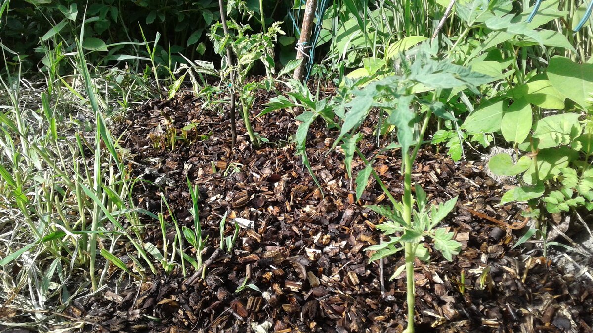Фото автора. Слой мульчи из измельчённых веток и сучьев 8-10 см
