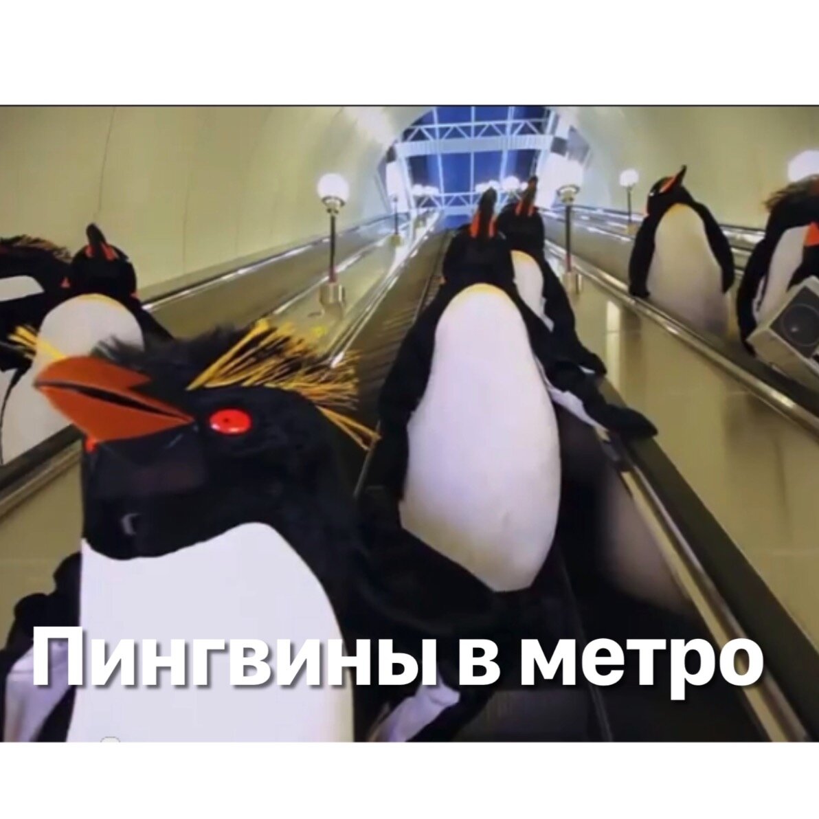 Редкий кадр - стая пингвинов готовится к часу пик в питерском метро.