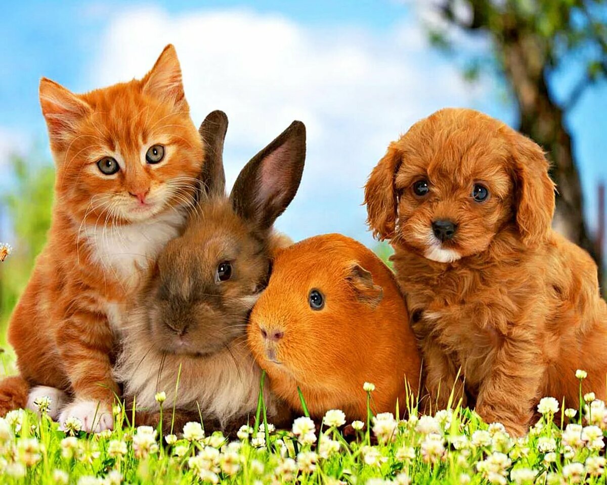 Источник https://www.nastol.com.ua/download/166183/1280x1024/