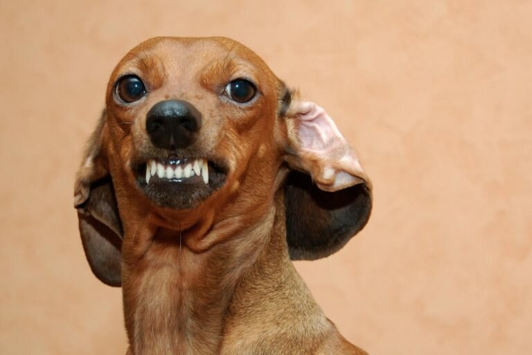 Каждая пятая такса кусала незнакомого человека а каждая двенадцатая хозяина но в прежде всего это  охотничья собака 