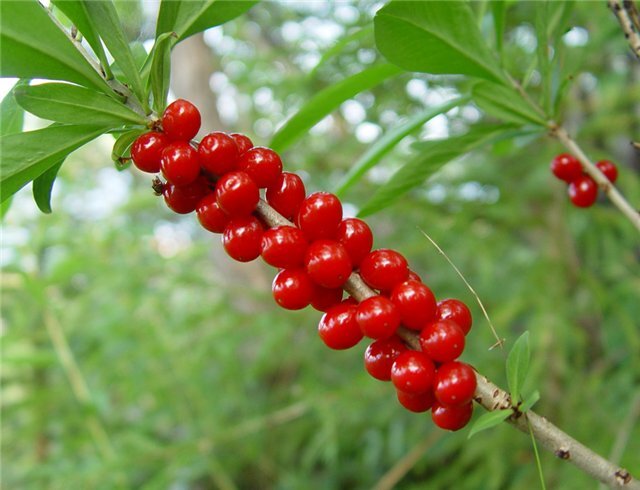 Очень красивое весной, весьма привлекательно волчье лыко и в августе, когда созревают его крупные красные ягоды. Однако все растение – и листья, и кора, и плоды – ядовито!

Его не стоит даже брать в руки во избежание ожога кожи. Тем более – пробовать на вкус ягоды. Результатом будет тяжелое поражение желудочно-кишечного тракта.

Волчеягодник – растение лекарственное. Его широко использует медицина народная. Да и современная фармакопея этим растением интересуется. Но это отнюдь не значит, что им обязательно должны «интересоваться» любители природы (только через фотокамеру!). И тем более об опасности волчьего лыка должны быть предупреждены дети!