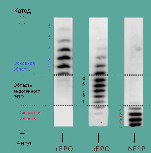 В настоящее время эритропоэтин обнаруживают методом изоэлектрического фокусирования