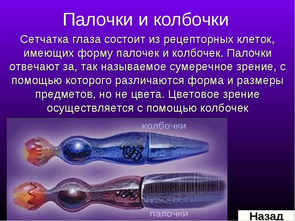 Что воспримут изображенные на рисунке рецепторные клетки свет прикосновение