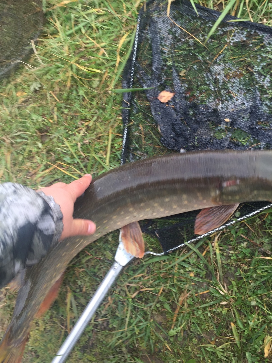 4,5 кг живого веса)))