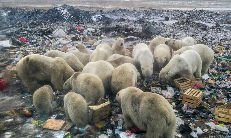 А может быть, полярные медведи выживут, питаясь на свалках? Фото сделано в 2018 году на архипелаге Новая Земля.