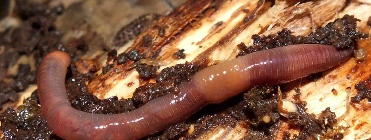 Главное, при этом - супругу не нервировать...