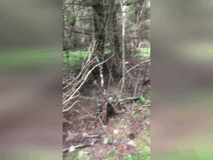 Царство белых грибов. Конечно, самые большие уже червивые, но рядом есть и малыши