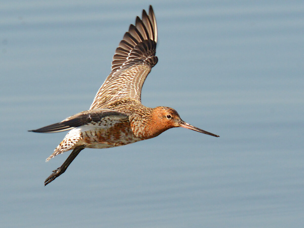 Малый веретенник (Limosa lapponica). Фото: Isidro Vila Verde