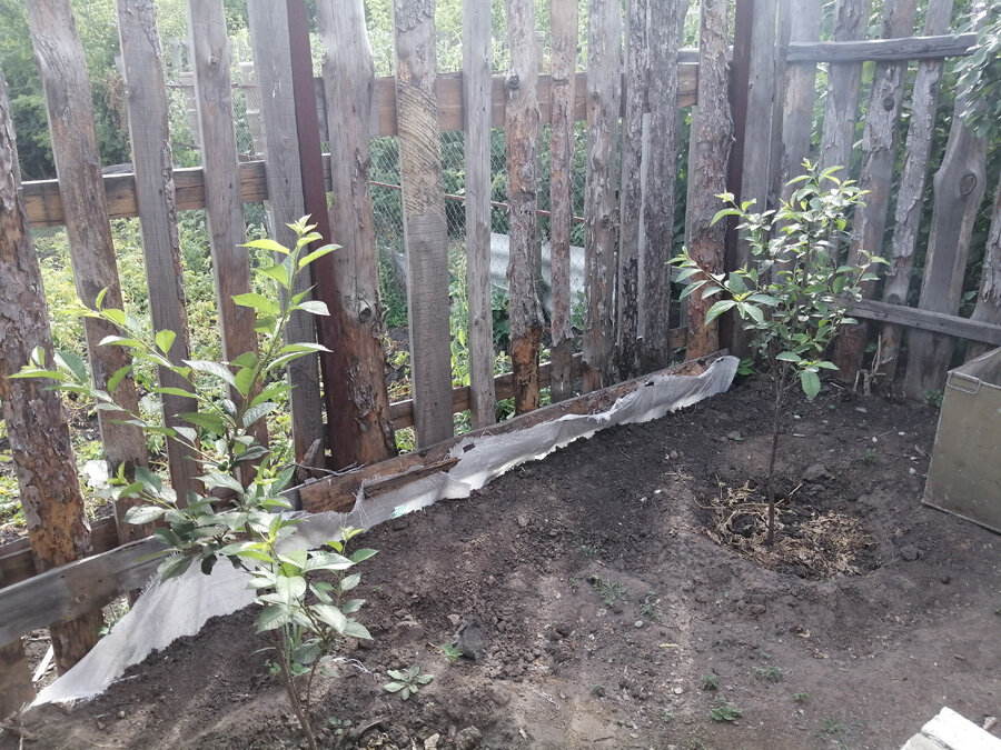 тут раньше лежал мусор, но я его разгрёб и теперь тут будет сад: вишни, а с другой стороны у бани смородина или жимолость