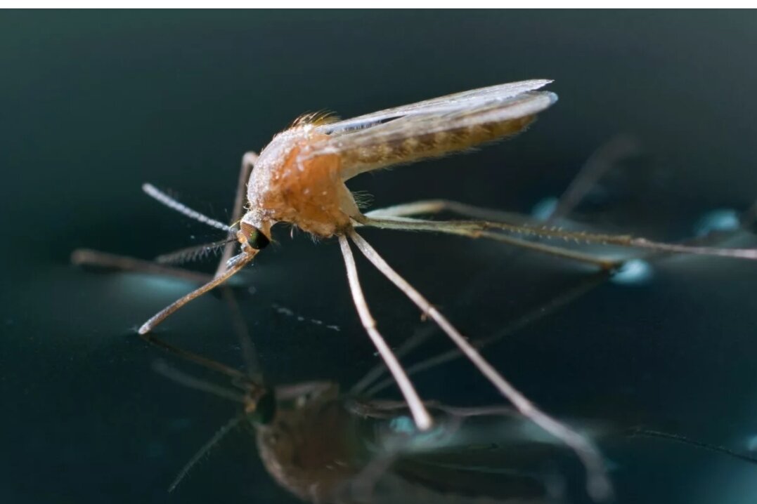 Комар на водоёме