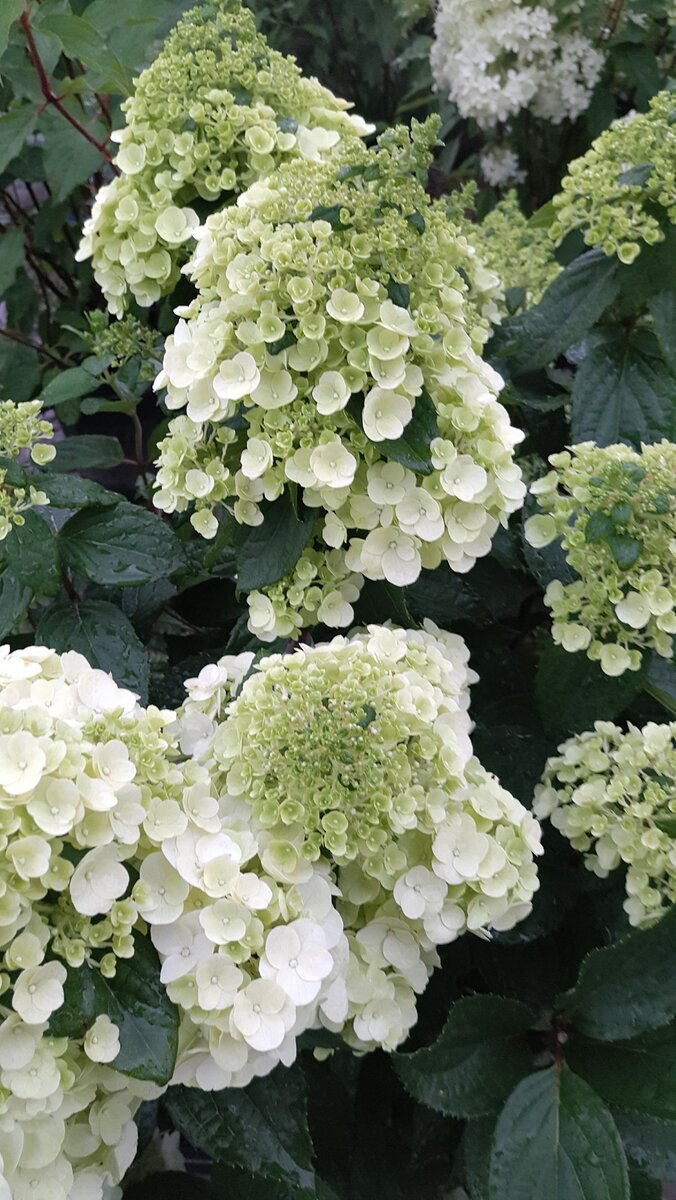  Hydrangea paniculata Mont Blanc